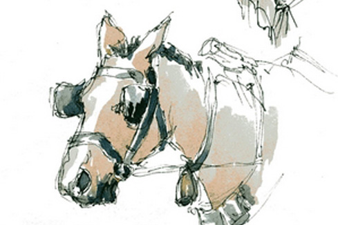 cheval, dessin, aquarelle