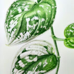 aquarelle, plante, Scindapsus Pictus