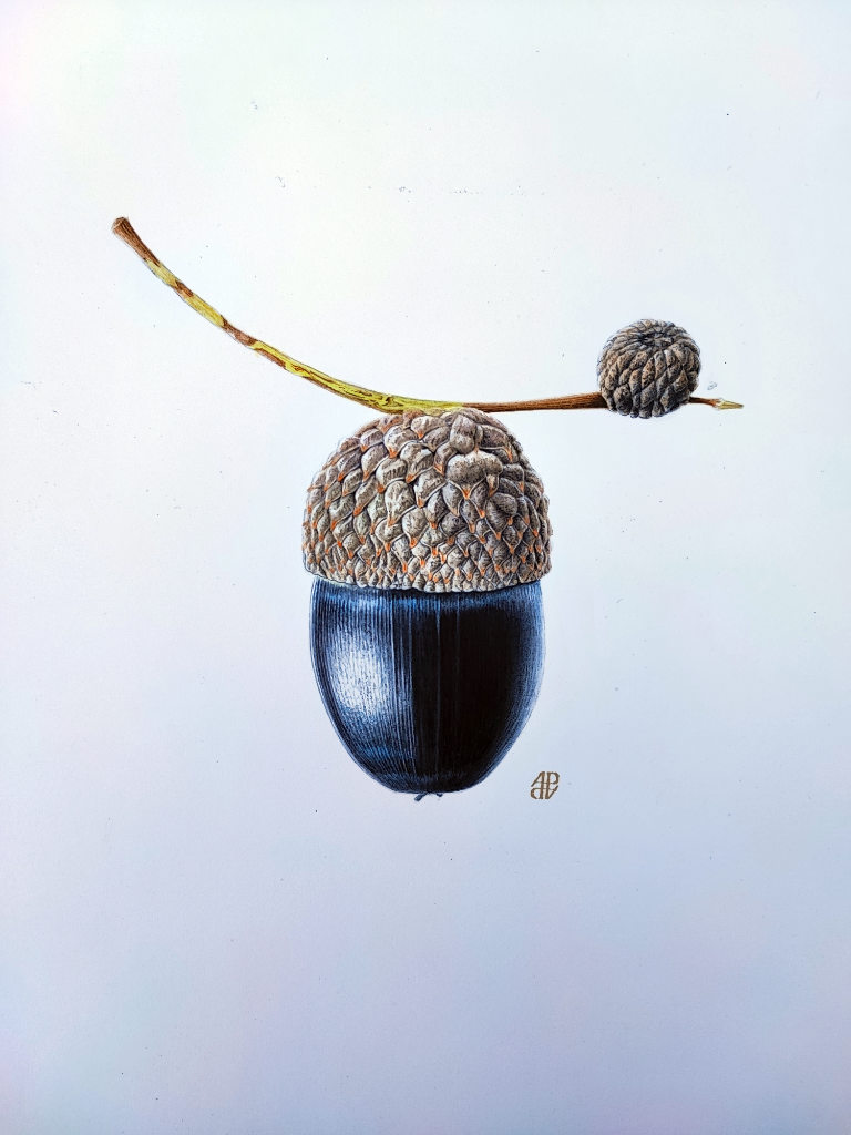Black acorn