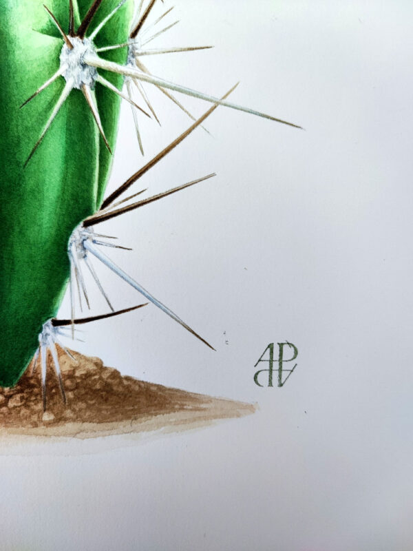 aquarelle, plante, cactus