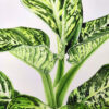 Dieffenbachia
