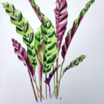 Aquarelle, plante, Calathea Lancifolia Boom