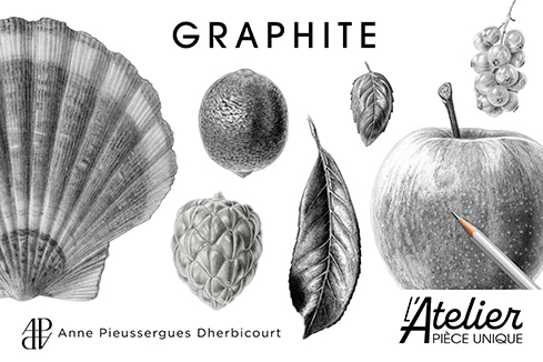 Illustration botanique au crayon graphite